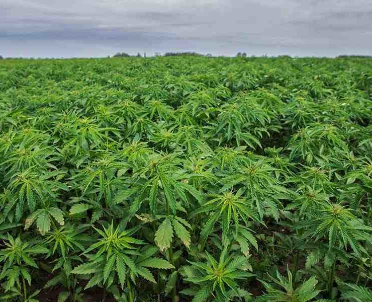 Benefits of Using Hemp in the Construction