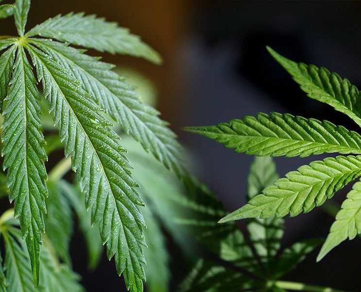 Hemp vs. Marijuana