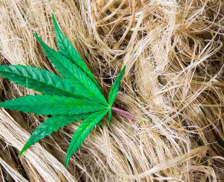 Hemp Fiber
