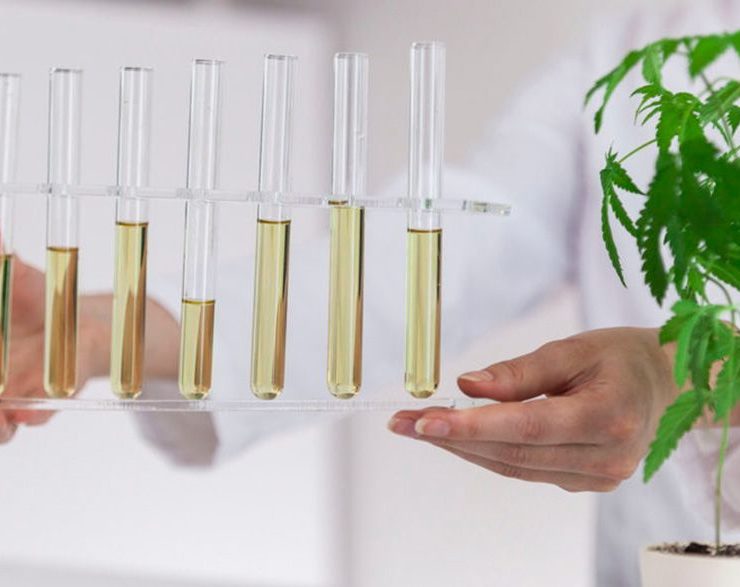Prepping Hemp For Extraction