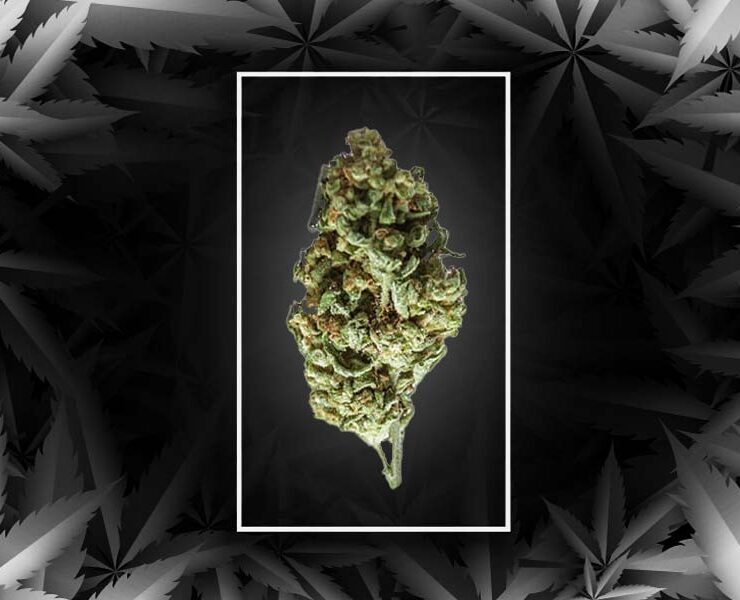 Black domina strain