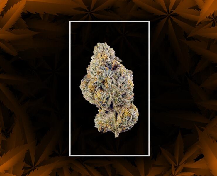 Ortega strain