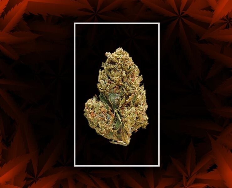 Red dwarf strain
