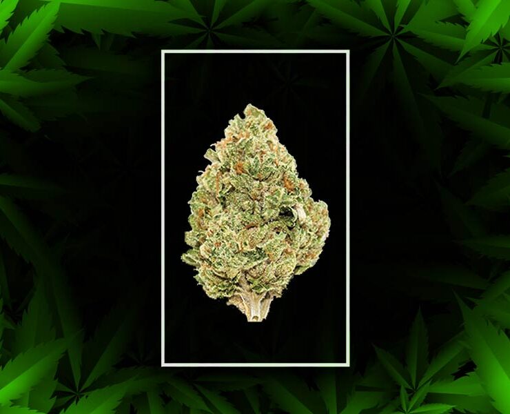 Real McCoy strain