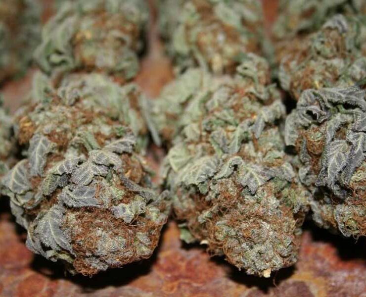 What is reggie weed